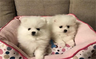 博美没打疫苗会怎么样