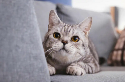最便宜的宠物猫，它们可能来自哪里？