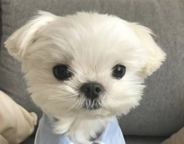 狗狗营养膏的三种喂食方法,你都知道吗? 狗狗营养膏的三种喂食方法,你都知道吗?