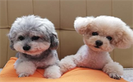 比熊VS白色贵宾犬，你可以分清吗？
