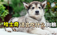 哈士奇如何选择狗粮