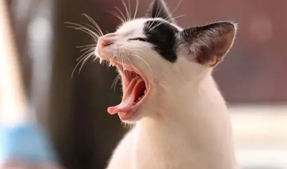 猫咪像是咳嗽又像是想吐的样子,是怎么回事? 猫咪像是咳嗽又像是想吐的样子,是怎么回事?