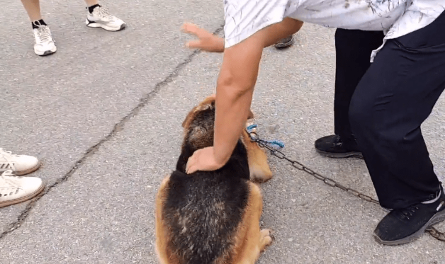 狗被暴打后会忘记吗