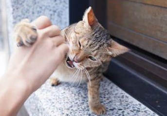 猫抓了个针眼小洞 没流血