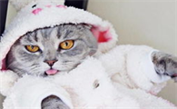 猫关节病的诊断与治疗科普,养猫必看!