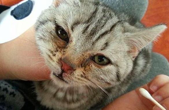 为什么猫咪会感染猫鼻炎