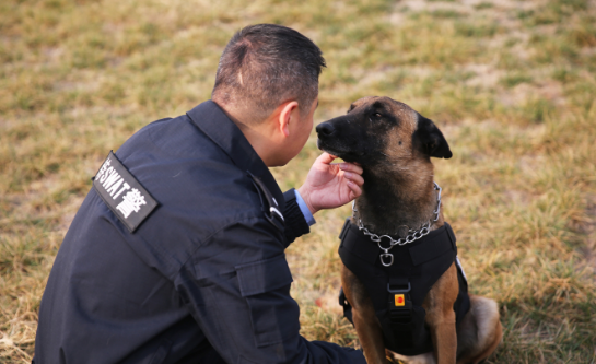 警犬和军犬的区别是啥?一分钟陪你掌握二者区别
