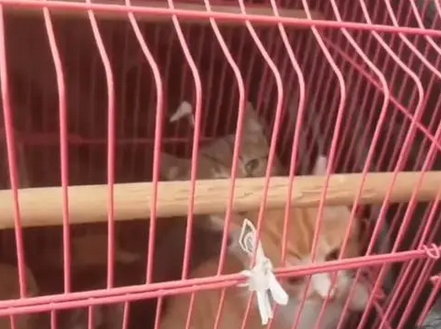 被扔在救助站车里的猫咪，一个月大却要面对失明的命运