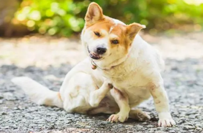 狗狗为什么挠痒痒的原因
