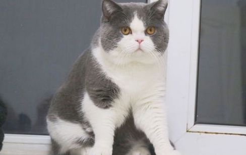 猫咪得了急性胰腺炎怎么办,该怎么治疗? 猫咪得了急性胰腺炎怎么办,该怎么治疗?