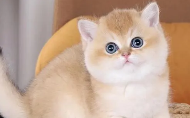 猫咪的生活习性？养宠物猫要注意的问题。