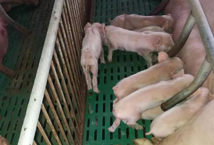 黄芪多糖是治疗什么病
