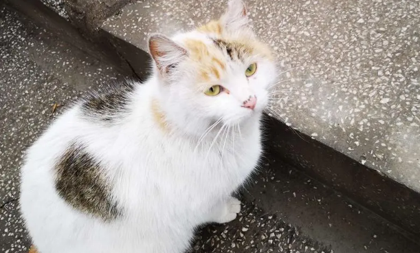 流浪猫求收养被打死？现实很残酷