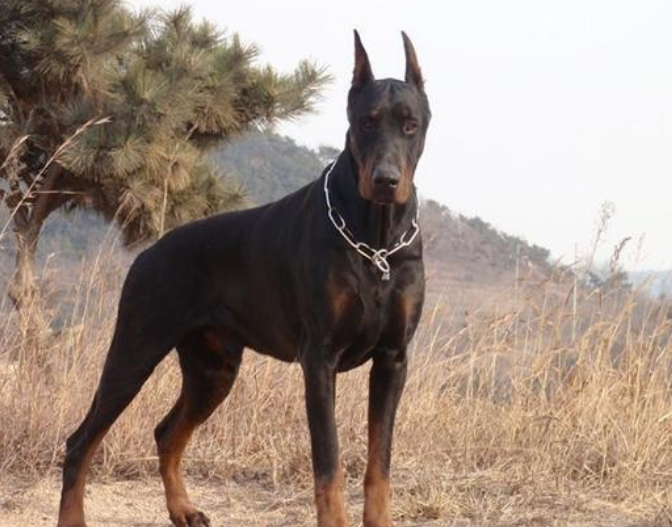 艾分杜宾犬哪一种颜色好 艾分杜宾犬哪一种颜色好