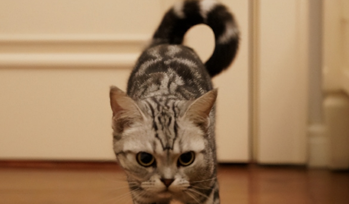 猫咪为什么老是摇头尾巴 猫咪为什么老是摇头尾巴