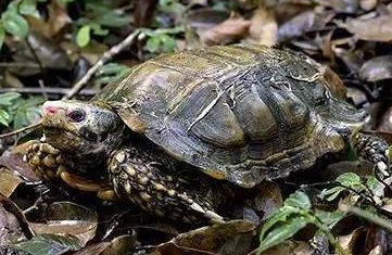 凹甲陆龟吃什么龟粮?速速来了解!