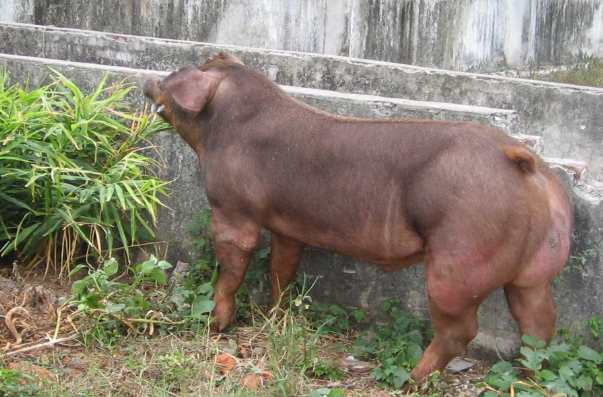 杜洛克猪能长多大