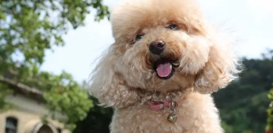 一起来撸狗之智商最大的5种犬！