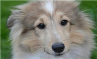 十大适合家养的大型犬