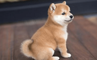 养柴犬的6大益处，难怪那么多的人养！