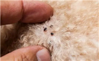 怎样让狗狗远离寄生虫的困扰？