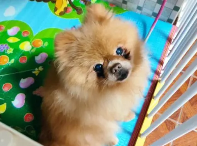 狗狗寄养一个月多少钱
