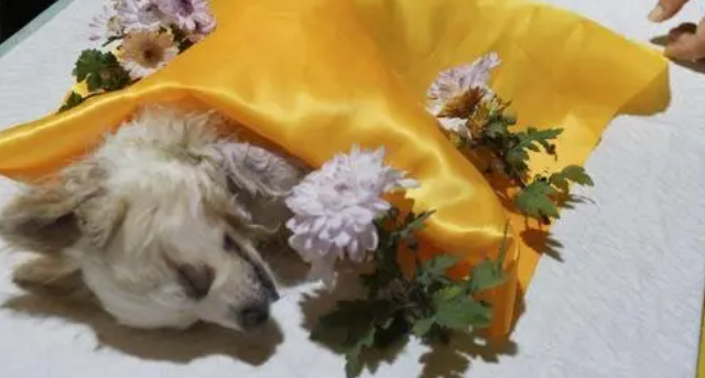 宠物医院有殡葬服务吗 宠物医院有殡葬服务吗
