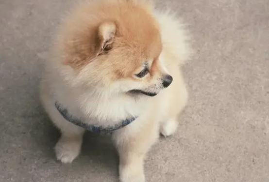 狗狗肚子出现咕噜声?铲屎官可千万别忽视! 狗狗肚子出现咕噜声?铲屎官可千万别忽视!