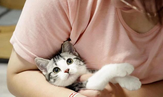 猫用驱虫药的七大注意事项,新手养猫必看!