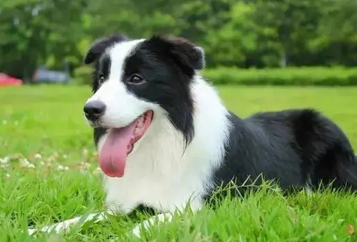 饲养边牧犬有什么禁忌? 饲养边牧犬有什么禁忌?