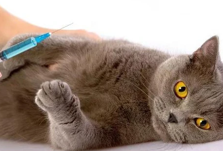 猫尿路感染什么症状 猫尿路感染什么症状
