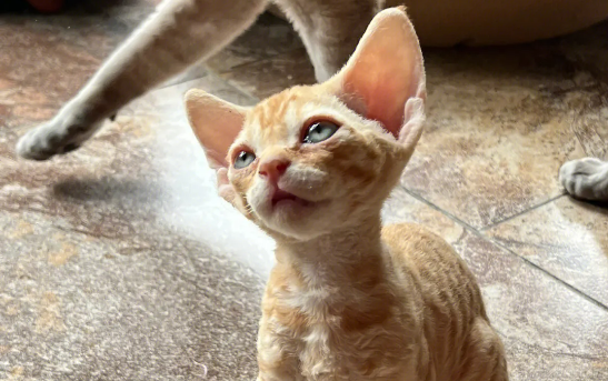 德文卷毛猫容易生病吗