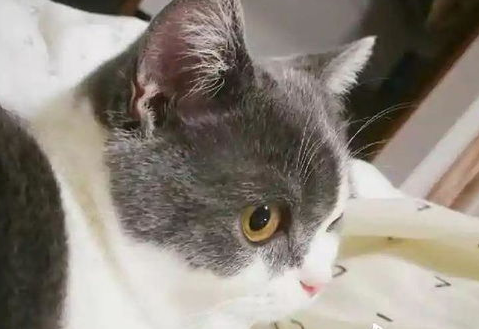 宠物猫绝育的好处有哪些？