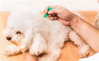 狗狗吃驱虫药第二天吐了是不是驱虫药有问题?