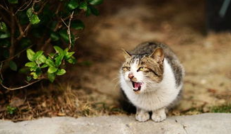 接近流浪猫需要注意些什么?流浪猫的注意事项 接近流浪猫需要注意些什么?流浪猫的注意事项