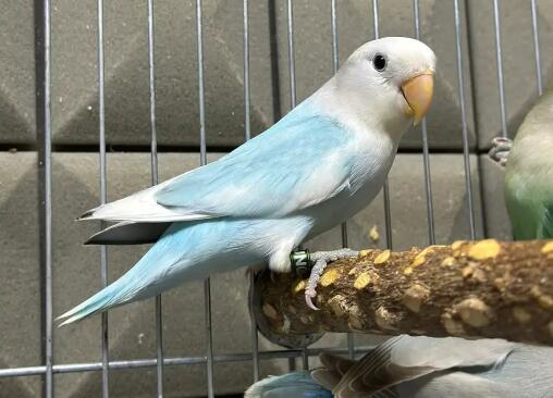 蓝熏和蓝闪牡丹鹦鹉区别