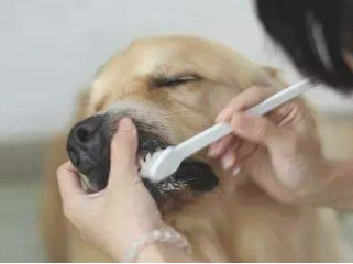 狗狗嘴溃疡什么样子