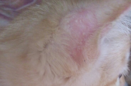 猫咪有哪些常见皮肤病类型？现在来看看！
