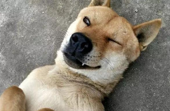 土狗不吃狗粮,只想吃肉是什么原因,该怎么办? 土狗不吃狗粮,只想吃肉是什么原因,该怎么办?