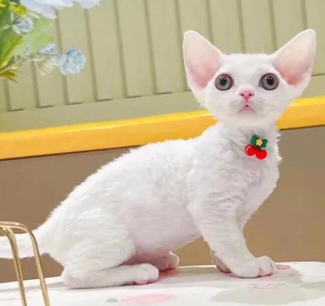 德文卷毛猫性格可怕