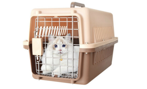 猫宠物托运需要多少钱 猫宠物托运需要多少钱