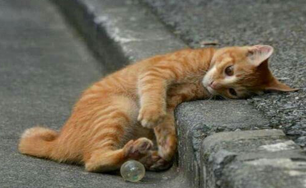 怎么甩掉常喂的流浪猫？试试这个办法