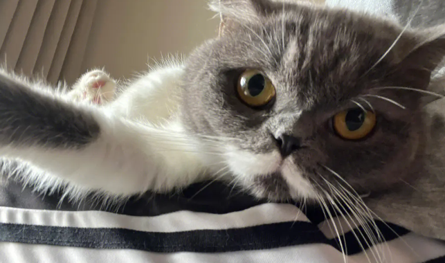 猫藓是什么,怎么治疗与预防? 猫藓是什么,怎么治疗与预防?