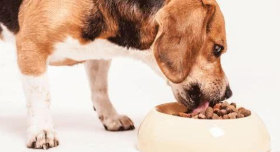 如何给幼犬添加狗粮呢