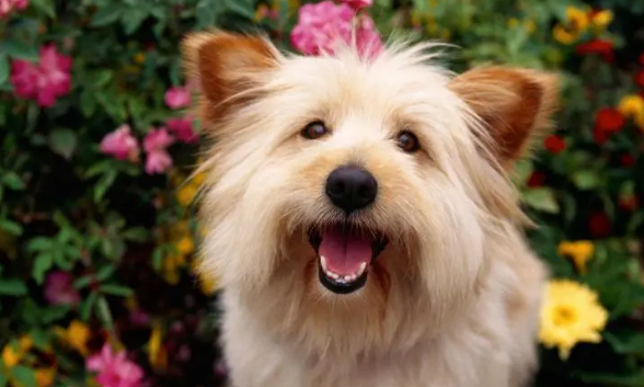 哪种犬适合选美