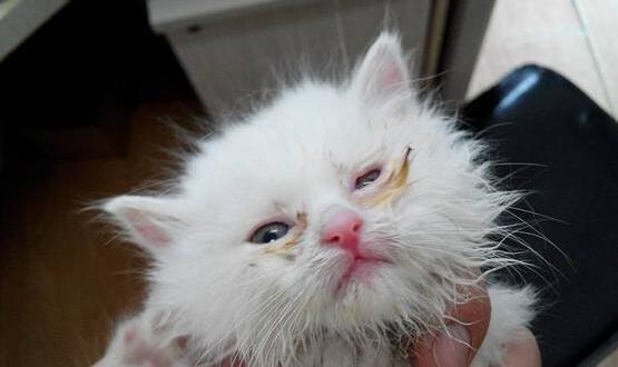 猫瘟是怎么引起的？知根知底才能更好的预防！(猫瘟产生的原因)