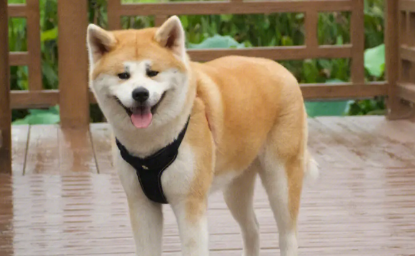 抖音哪种狗最适合
