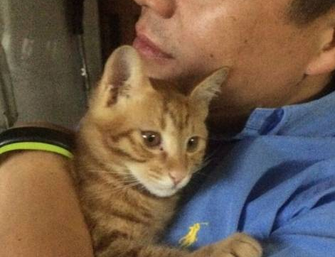 收养了一只流浪猫，老爸十分嫌弃，一个月后看到这幕怀疑人生……