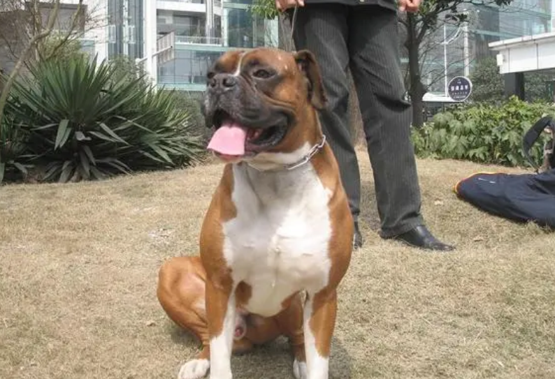 拳师犬价格多少钱一只