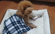 一给狗狗新窝为什么马上尿